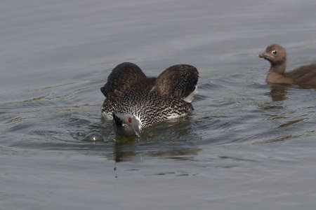 red-throated loon (North America) or red-throated diver (Britain and Ireland)の写真素材