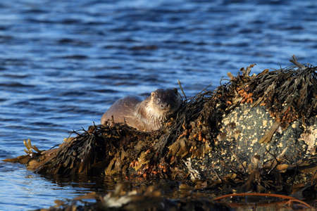 Eurasian otter on the norwegian coastの写真素材