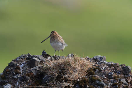 Common Snipe, Icelandの写真素材