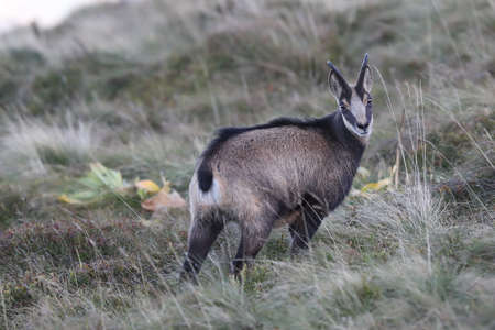 Chamois (Rupicapra rupicapra)  Vosges Mountains, France