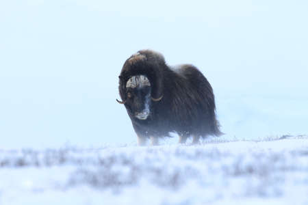 Wild Musk Ox in winter, mountains in Norway, Dovrefjell national parkの写真素材