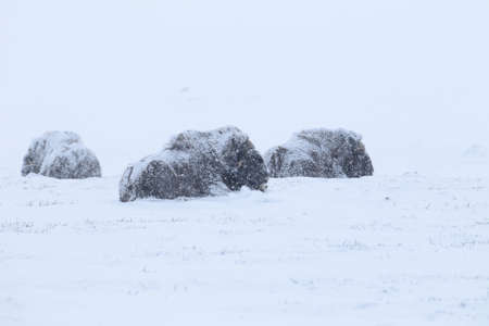 Wild Musk Ox in winter, mountains in Norway, Dovrefjell national parkの写真素材