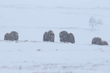 Wild Musk Ox in winter, mountains in Norway, Dovrefjell national parkの写真素材
