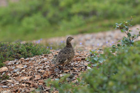A female  Ptarmigan (Lagopus leucurus) and chicks Icelandの写真素材