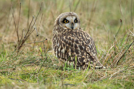 short-eared owl (Asio flammeus) Cuxhaven Germanyの写真素材