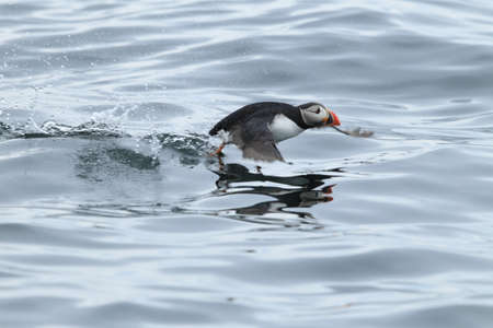 Atlantic Puffin or Common Puffin, Fratercula arctica, Norwayの写真素材