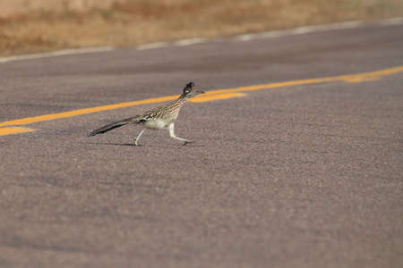 Roadrunner Bosque del Apache wildlife refuge in New Mexico.の写真素材