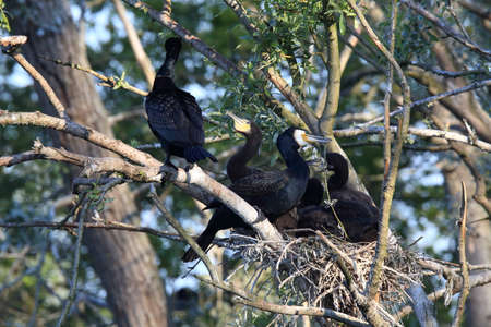 great cormorant (Phalacrocorax carbo) Colony, Baden-Wurttemberg,Germany