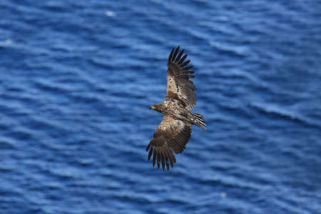 White-tailed sea Eagle (Haliaeetus albicilla) Norway