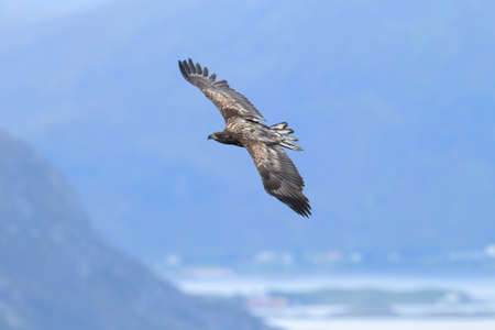 White-tailed sea Eagle (Haliaeetus albicilla) Norwayの写真素材