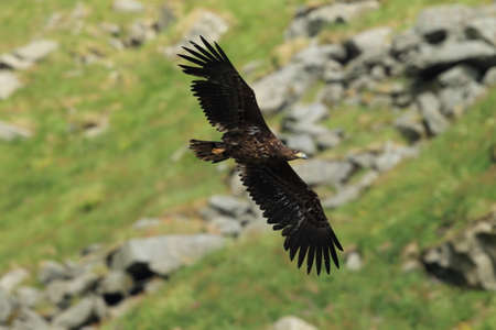 White-tailed sea Eagle (Haliaeetus albicilla) Norway