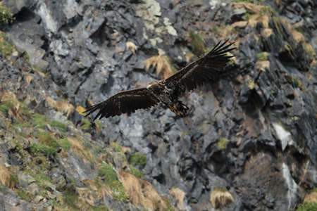 White-tailed sea Eagle (Haliaeetus albicilla) Norway