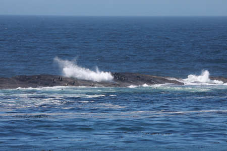 Sea Lions at Cape Arago Cliffs State Park, Coos Bay, Oregonの写真素材