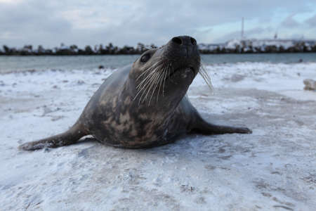 Gray Seal (Halichoerus grypus) playful and curious  in winter, Helgoland