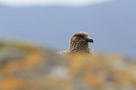 great skua (Stercorarius skua) Norway. Skua in the nature habitatの写真素材