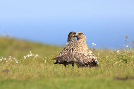 great skua (Stercorarius skua) Norway. Skua in the nature habitatの写真素材