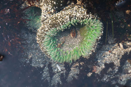 A tidal pool filled with sea anemones and mussels on the West Coast Oregon USA