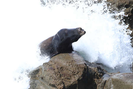Sea Lions at Cape Arago Cliffs State Park, Coos Bay, Oregon