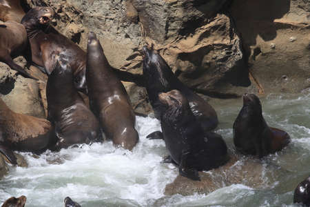 Sea Lions at Cape Arago Cliffs State Park, Coos Bay, Oregon