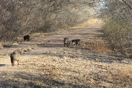 Javelina in Bosque del Apache National Wildlife Refuge, New Mexicoの写真素材