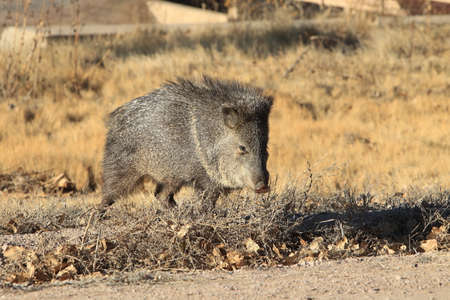 Javelina in Bosque del Apache National Wildlife Refuge, New Mexicoの写真素材