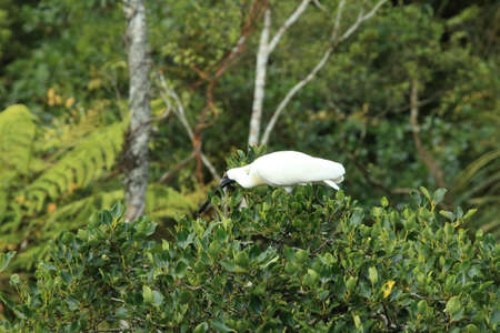 Royal Spoonbill nesting at the mouth of Waitangiroto River in West Coast New Zealandの写真素材