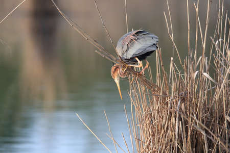Purple Heron (Ardea purpurea), Baden-WÃ¼rttemberg, Germanyの写真素材