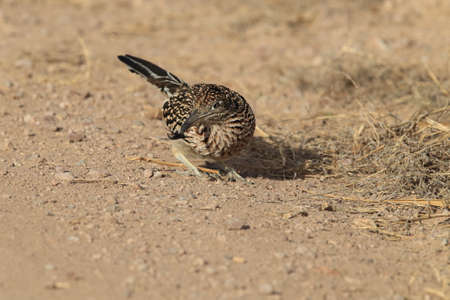 Roadrunner Bosque del Apache wildlife refuge in New Mexico.の写真素材