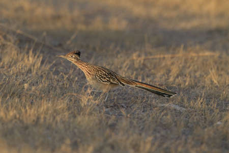 Roadrunner Bosque del Apache wildlife refuge in New Mexico.の写真素材