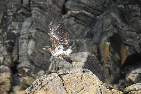 White-tailed sea Eagle (Haliaeetus albicilla) Norway