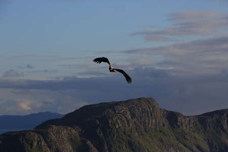 White-tailed sea Eagle (Haliaeetus albicilla) Norway