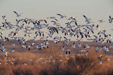 Snow geese Bosque del Apache, New Mexico USA