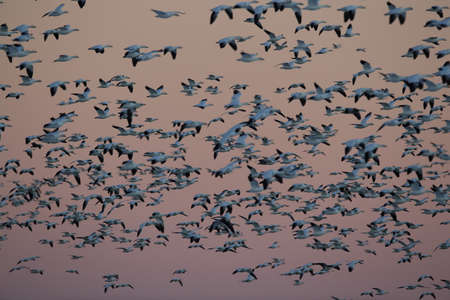Snow geese Bosque del Apache, New Mexico USAの写真素材
