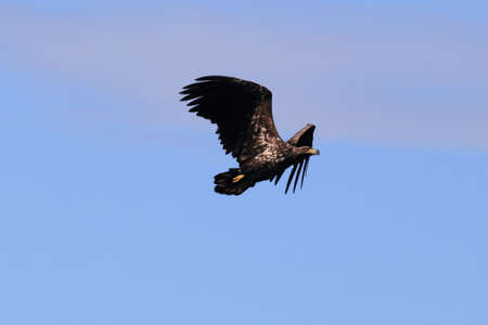 White-tailed sea Eagle (Haliaeetus albicilla) Norway