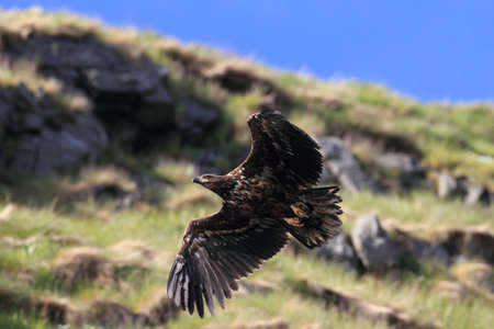 White-tailed sea Eagle (Haliaeetus albicilla) Norway
