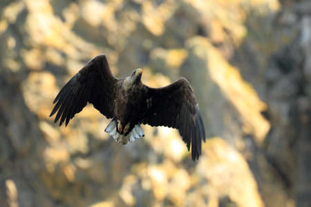 White-tailed sea Eagle (Haliaeetus albicilla) Norway