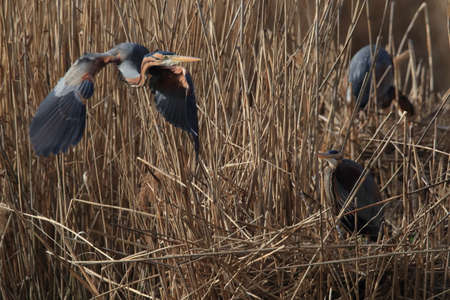 Purple Heron (Ardea purpurea), Baden-WÃ¼rttemberg, Germany