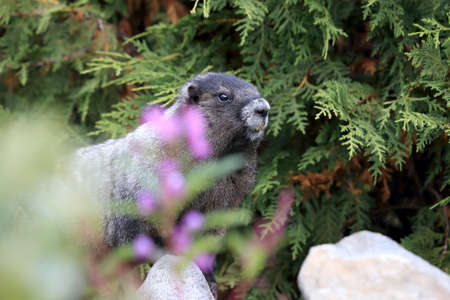 Hoary Marmot  at Mount Rainier National Park Washington