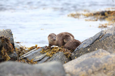 Eurasian otter on the norwegian coastの写真素材