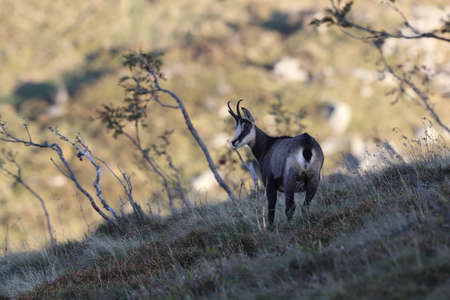 Chamois (Rupicapra rupicapra)  Vosges Mountains, Franceの写真素材