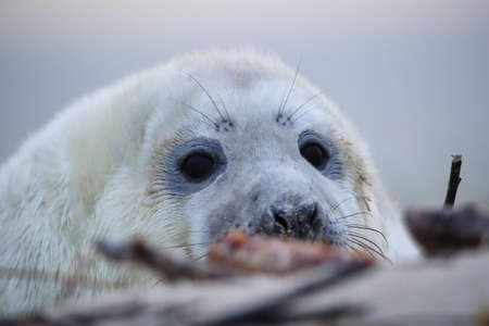 Gray Seal (Halichoerus grypus) Pup  Helgoland Germanyの写真素材