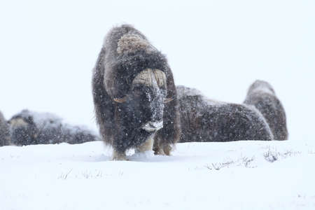 Wild Musk Ox in winter, mountains in Norway, Dovrefjell national parkの写真素材