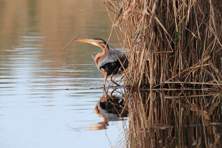 Purple Heron (Ardea purpurea), Baden-WÃ¼rttemberg, Germanyの写真素材