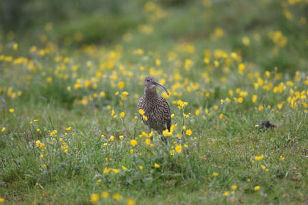 Eurasian curlew (Numenius arquata) Norwayの写真素材
