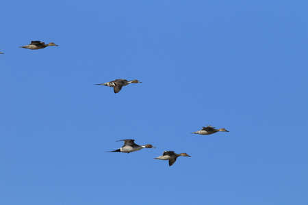 Northern Pintail Ducks wintering at Bosque del Apache National Wildlife Refuge in New Mexico