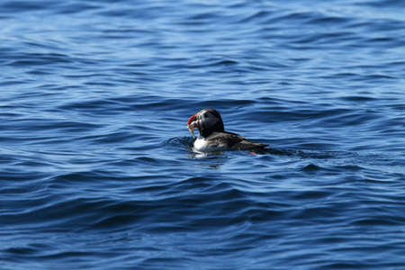 Atlantic Puffin or Common Puffin, Fratercula arctica, Norway