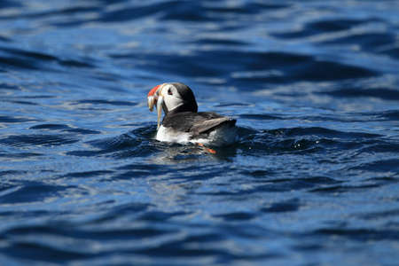 Atlantic Puffin or Common Puffin, Fratercula arctica, Norway