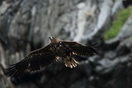 White-tailed sea Eagle (Haliaeetus albicilla) Norway