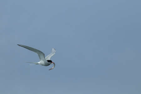arctic tern, sterna paradisaea  Iceland