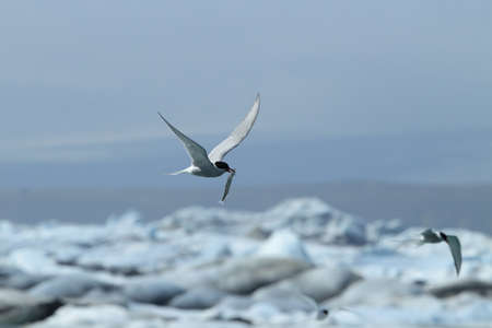 arctic tern, sterna paradisaea  Icelandの写真素材